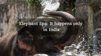 Only Place In South India Where Elephants Gets Official Spa