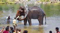 The majestic Elephant of Dubare elephant camps. What makes them so special? 