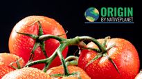 Origin Of Tomatoes and Its Journey From the Andes to India's Tomato Belt