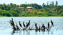 Good News for Puducherry: Five Waterbodies to Gain Wetlands Status