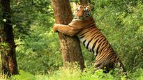 Bandipur Wildlife Sanctuary Travel Guide: Exploring Nature's Abode
