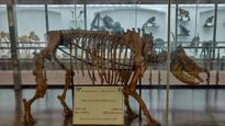 Visit the Indian Museum of Natural History for a Fascinating Journey Through Time