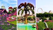 Dubai's Miracle Garden: How Flower Fragrances Ease Stress and Promote Relaxation