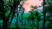 Escape to the Wild: Discovering the Natural Beauty of Masinagudi from Bangalore
