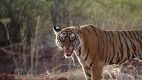 Madhya Pradeshs Leap in Conservation: Largest Tiger Reserve in Damoh!