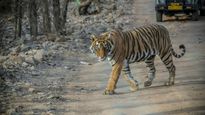 No More Hotel Pick-up for Ranthambore Safari Tourists