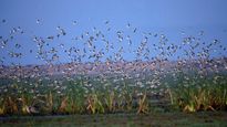 Feathered Guests of Chilika: Over 1 Lakh Migratory Birds Paint the Sky with Beauty