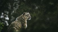 Adventure Awaits in Hemis National Park: Track the Snow Leopard