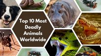 Beware the Wild: 10 Deadliest Animals to Humans You'll Want to Avoid