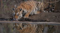 Pench Tiger Reserve Makes History as India's First Dark Sky Park and Asia's Fifth