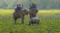 From Kaziranga Safaris To Historic Unveilings: Modi's Assam Itinerary
