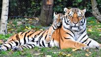 Nagpur, the Tiger Capital of India, is a Perfect Place to Visit with Kids