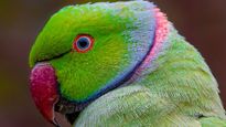 Beware Travelers: Parrot Fever Outbreak Sweeps Through Europe