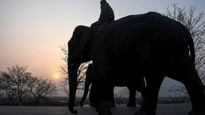 Exciting News: Mathigodu Elephant Camp In Karnataka Is Now Open For Tourists