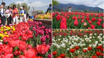Asia's Largest Tulip Garden in Srinagar Now Open for Visitors: Ticket Prices and Timings Inside