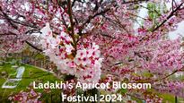 Ladakh's Apricot Blossom Festival 2024: Dates, Activities, and All Venues in Kargil and Leh
