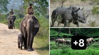 How Assam's Kaziranga National Park Made History and Broke Records
