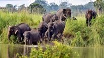 Closure Dates For Kaziranga And Orang Parks Mark End Of Tourist Season