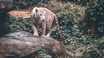 Sikkim Witnesses Royal Bengal Tiger in High-Altitude Yali Forest for the First Time