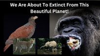 World Biodiversity Day- Animals Facing Near-Term Extinction Risks