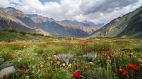 Explore the Hidden Wonders of the Valley of Flowers in Uttarakhand Before It Closes
