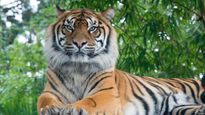 A Journey Back In Time: Celebrating International Tiger Day At India's First Tiger Reserve