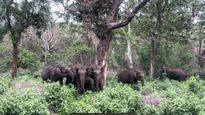 Unforgetable Experience with Majestic Elephants of Mudumalai: A Journey of the Heart