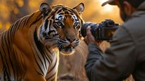 Wildlife Photography Tips: Capturing The Best Moments On Safari In India