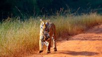 Madhya Pradesh to Declare Ratapani as 8th Tiger Reserve Near Bhopal