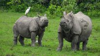 Kaziranga National Park Opens 2024 Tourist Season with Record ₹65 Lakh Revenue