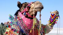 Plan Your Visit to Rann Utsav 2024: Dates, Highlights, and Booking Information
