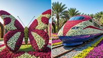 Ahmedabad Flower Show 2025: Updated Date, VIP Tickets, General Tickets Prices, Timings
