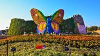 Ahmedabad Flower Show 2025: What’s New This Year? Check Ticket Prices, Timing