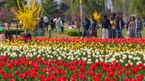 Srinagar Tulip Festival 2025: Check Dates, Entry Fee, Timings and How to Reach