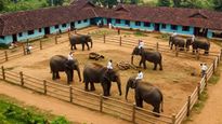 7 Best Elephant Camps in South India to Visit with Kids