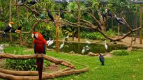 Mumbai to Welcome Its First Bird Park: Nahur’s New Project and Gorai’s Sanctuary