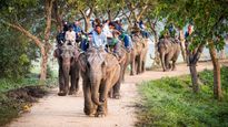 Kaziranga Jeep Safari in Assam to Shut Down from May 19, 2025; Check Details