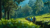 5 Best Places to Visit During a Bangalore to Wayanad Family Trip For A Memorable Vacation