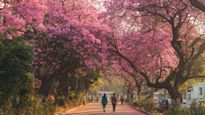 Discover the Top 5 Enchanting Places to See Pink Blossoms in Bangalore This Winter