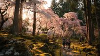 Experience the Magic of Shillong Cherry Blossom Festival: A 2-Day Celebration of Nature and Culture