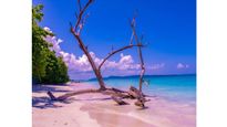 Planning a Trip to Andaman? Customized Tour Packages Are Transforming Island Tourism