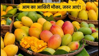 दिल्ली मैंगो फेस्टिवल: आज आखिरी मौका, आम की 300+ दुर्लभ किस्मों का उठाएं लुत्फ