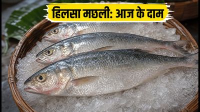 कोलकाता में मानसून का असली स्वाद: हिलसा मछली खरीदने के लिए बेस्ट मार्केट और आज के दाम कोलकाता में मानसून का असली स्वाद: हिलसा मछली खरीदने के लिए बेस्ट मार्केट और आज के दाम