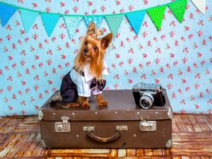 Akasa Air To Allow Pets On Board: Know Rules, Charges & Other Details To Carry Animals On Flights