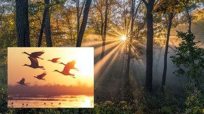 UP To Develop Tikri Forest, Parvati Arga Bird Sanctuary Into New Tourist Attractions Near Lucknow