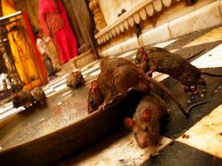 Karni Mata Temple Where Rats Are Worshipped