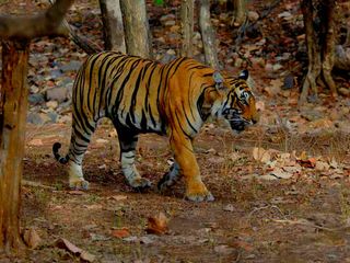 Popular National Parks India