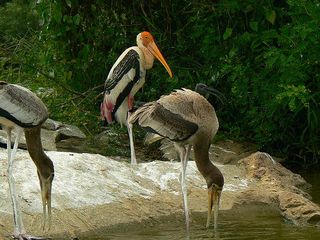 Take Road Trip From Bangalore Mysore