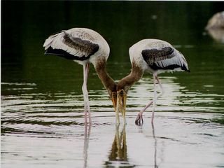 Ranganathittu Bird Sanctuary Time Some Bird Watching
