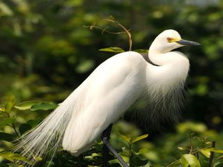 Top 5 Bird Sanctuaries India